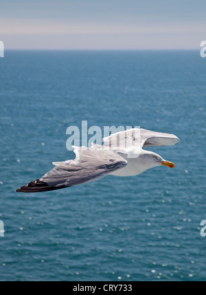 European Herring Gull (larus argentatus) flying overf the English Channel between Calais and Dover Stock Photo