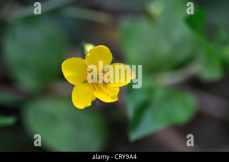 yellow pimpernel lysimachia nemorum Stock Photo