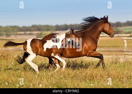 Paso Fino Mare and Pinto foal gallop meadow seen side-on Stock Photo
