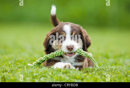 Miniature Australian Shepherd Puppy with toy rope its mouth grass Stock Photo