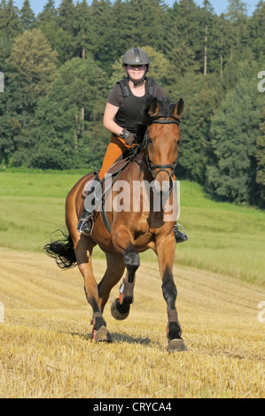 Young rider wearing a body protector on  a spirited Holstein horse galloping in a stubble field Stock Photo