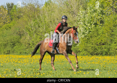 14 years old girl wearing a body protector galloping on a thoroughbred mare in spring Stock Photo