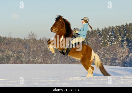 Young rider on a rearing Icelandic horse in winter Stock Photo