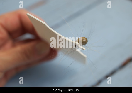 Zeckenkarte mit Zecke, tick in a safecard Stock Photo