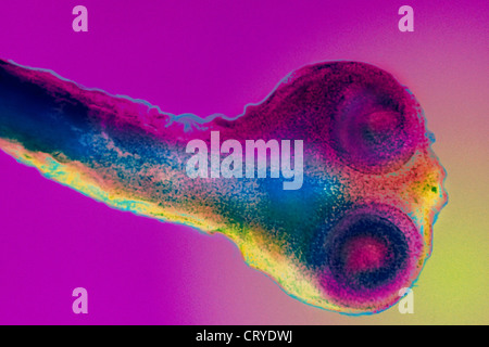 Cestods hi-res stock photography and images - Alamy