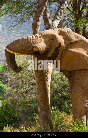 African elephant bull in musth (Loxodonta africana) shaking doum palm tree to loosen fruits. Stock Photo