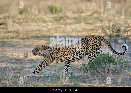 Leopard stretching (Panthera pardus) Stock Photo