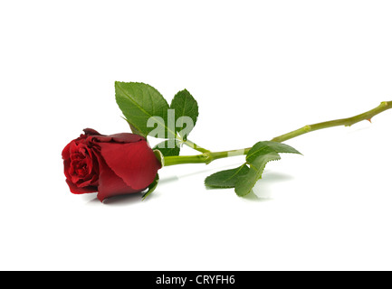 A single red Rose lying down on a white background Stock Photo