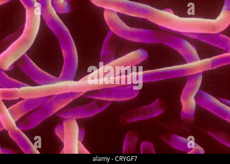 Anthrax, Bacillus anthracis Bacteria, SEM Stock Photo - Alamy