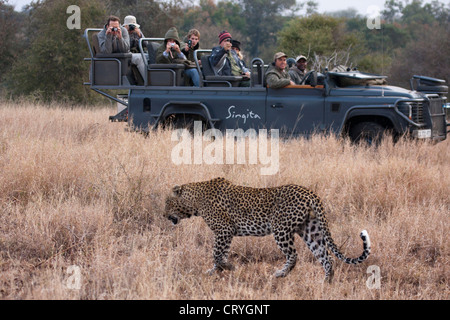 Tourists watching leopard from a game drive vehicle Stock Photo