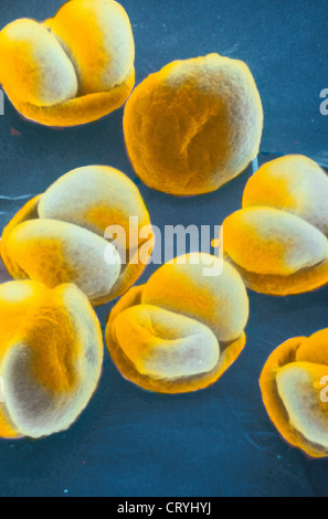 Pine Pollen, SEM Stock Photo - Alamy
