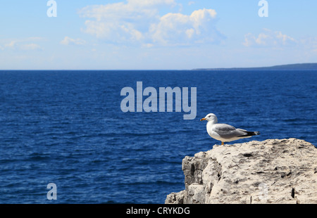 A seagull perched at the edge of a cliff overlooking the water. Stock Photo