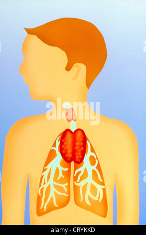 THYMUS GLAND, DRAWING Stock Photo