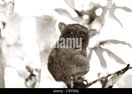 tarsier visitors centre corella bohol philippines Stock Photo