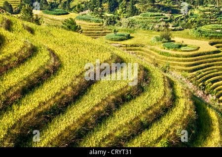 Longji terraces rice fields near Guilin, Guangxi - China Stock Photo