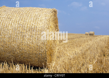 Harvested cornfield with large bales of straw Stock Photo