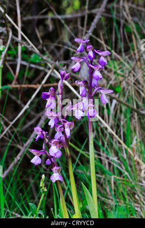 A group of Green-winged Orchids on common land in South Norfolk, England, United Kingdom. Stock Photo