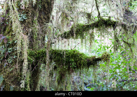 Primeval temperate rain forest around the Chasm, Fiordland, South Island of New Zealand 9 Stock Photo