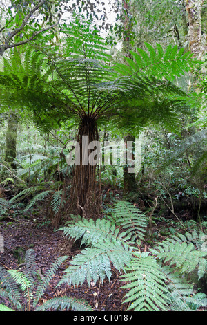 Primeval temperate rain forest around the Chasm, Fiordland, South Island of New Zealand 7 Stock Photo