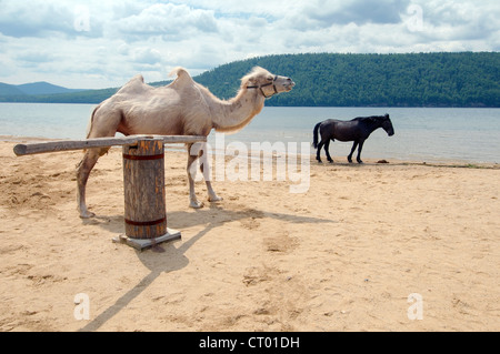 White Bactrian camel (Camelus bactrianus) near the boat on the bank of Angara. Settlement Talzy, Irkutsk region, Baikal, Siberia Stock Photo