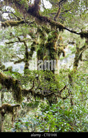 Primeval temperate rain forest around the Chasm, Fiordland, South Island of New Zealand 4 Stock Photo