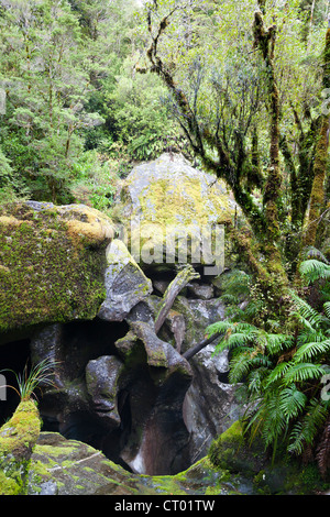 Primeval temperate rain forest around the Chasm, Fiordland, South Island of New Zealand 2 Stock Photo