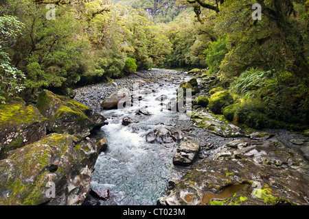 Stream and temperate rain forest around the Chasm, Fiordland, South Island of New Zealand Stock Photo