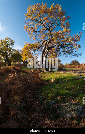 An ancient and weathered Oak tree with leaves a rich autumn gold, against a blue sky, Bradgate Park, Leicestershire, England Stock Photo