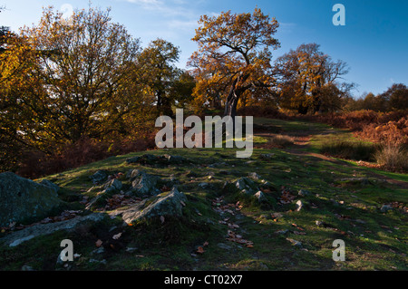 Ancient Oak trees and golden Bracken in full autumn colour amongst the rocky outcrops of Bradgate Park, Charnwood Forest, Leicestershire, England Stock Photo