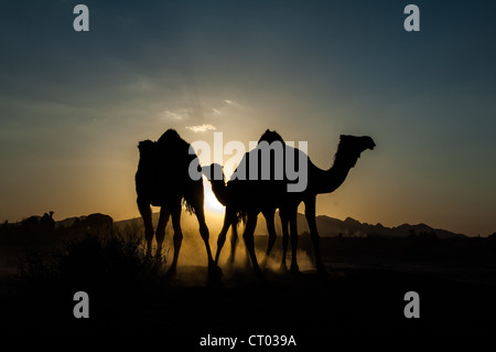 Camels in Iranian deserts , Dasht-e Kavir ,Isfahan Province Stock Photo