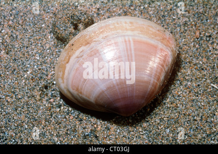 Rayed Trough Shell (Mactra stultorum / Mactra corallina: Mactridae) a bivalve exposed alive on the lower shore, UK Stock Photo