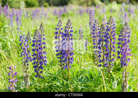 Lupine flowers (genus Lupinus) Stock Photo