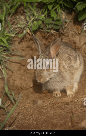 Rabbits hiding in grass Stock Photo
