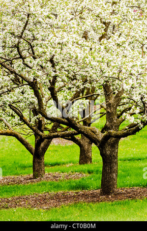 Three apple trees in bloom at the University of Minnesota Landscape Arboretum in spring. Stock Photo