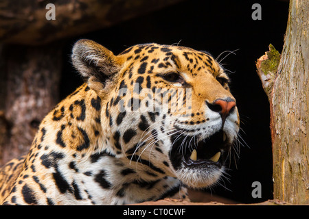 Portrait of a female Jaguar (Panthera onca) Stock Photo