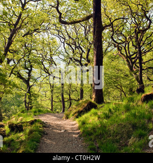 The Watkin Path through ancient oak woodland in Nantgwynant Valley, Snowdonia National Park Gwynedd North Wales UK, Late Spring. Stock Photo
