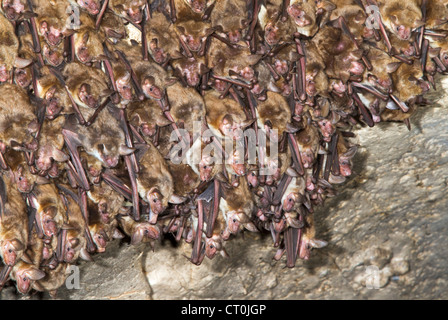 A colony of the lesser mouse-eared bats (Myotis blythii) in a cave (The Republic of Georgia, Caucasus). Stock Photo