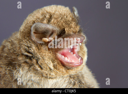 The common bent-winged bat, or Schreiber's long-fingered bat, or Schreiber's bat (Miniopterus schreibersii) portrait. Stock Photo