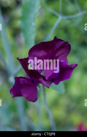 Sweet Peas Stock Photo