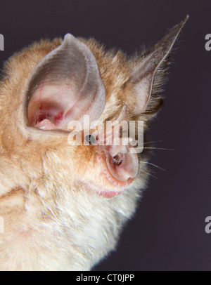 Mediterranean horseshoe bat (Rhinolophus euryale) portrait (The Republic of Georgia, Caucasus). Stock Photo