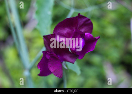 Sweet Peas Stock Photo