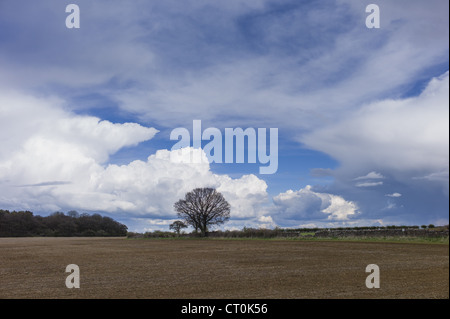 Cloud formation Towering Cumulus (left) Cumulonimbus (right) and Cirrus at high altitude at Swinbrook in the Cotswolds, UK Stock Photo