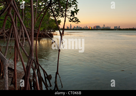 Beautiful sunset over Miami with mangrove forest and Biscayne Bay