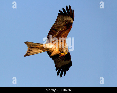Red Kite, Milvus milvus feeding on the wing Stock Photo