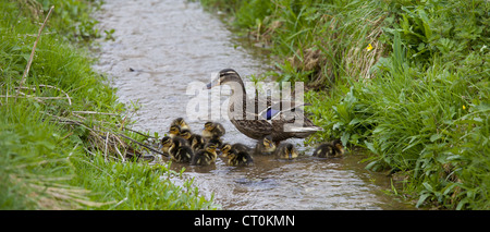 Female mallard duck with newly hatched ducklings, Anas platyrhynchos, on a stream in springtime at Swinbrook, the Cotswolds, UK Stock Photo
