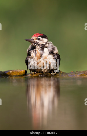 Great Spotted Woodpecker Dendrocopos major juvenile bathing at Lake Csaj, Hungary in June.