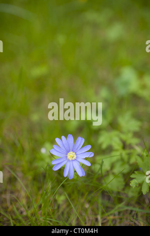 Blue daisy flower growing in wild border in springtime in Swinbrook in the Cotswolds, Oxfordshire, UK Stock Photo