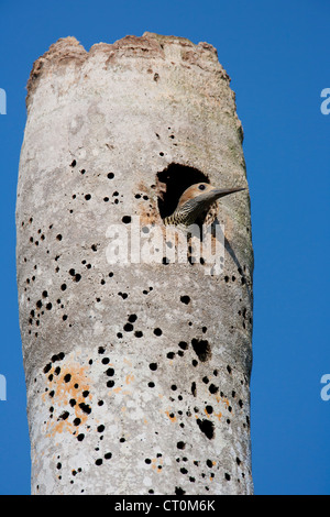 Fernandina's Flicker Colaptes fernandinae female at nest hole, near Bermejas, Zapata Peninsula, Republic of Cuba in April. Stock Photo