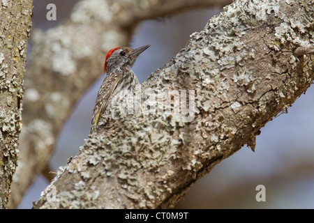 Cardinal Woodpecker Dndropicos fuscescens male perched on branch at Lake Langano, Ethiopia in March. Stock Photo