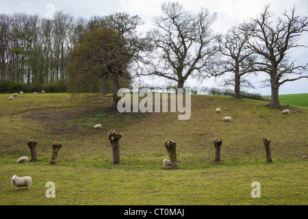 Sheep and pollarded willow trees in the Cotswolds, Oxfordshire, UK Stock Photo